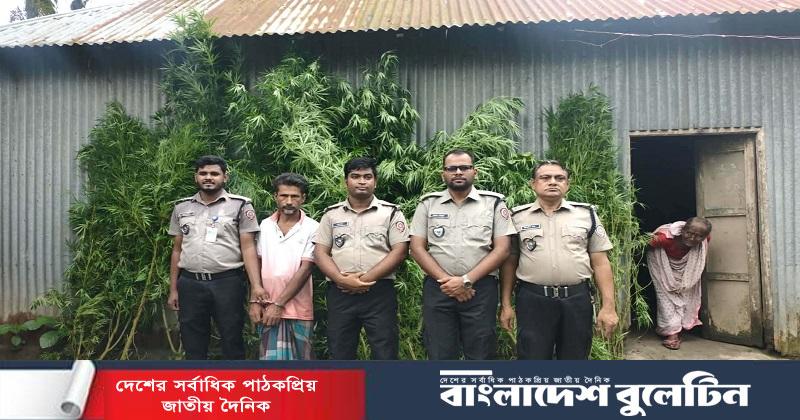 ভূঞাপুরে বিপুল পরিমাণ গাজা গাছসহ গ্রেফতার ১