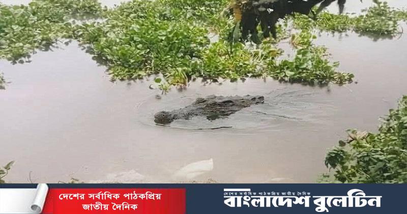 আড়াইহাজারে মসজিদ ঘাটে কুমিরের দেখা মিলল