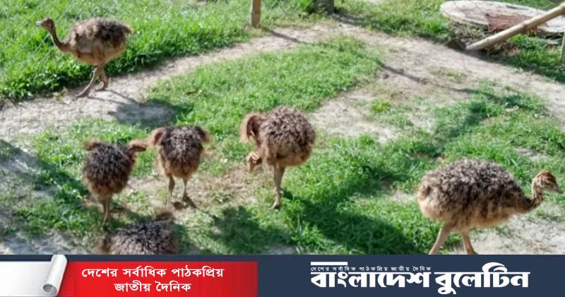 পার্বতীপুরের মিনি চিড়িয়াখানায় জন্ম নিল ৬ উটপাখি