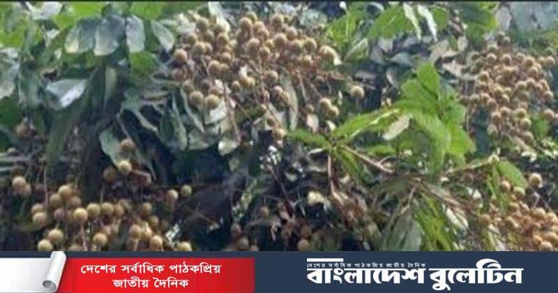 পাইকগাছায় আঁশফলের বাম্পার ফলন ; বাজারে ব্যাপক চাহিদা