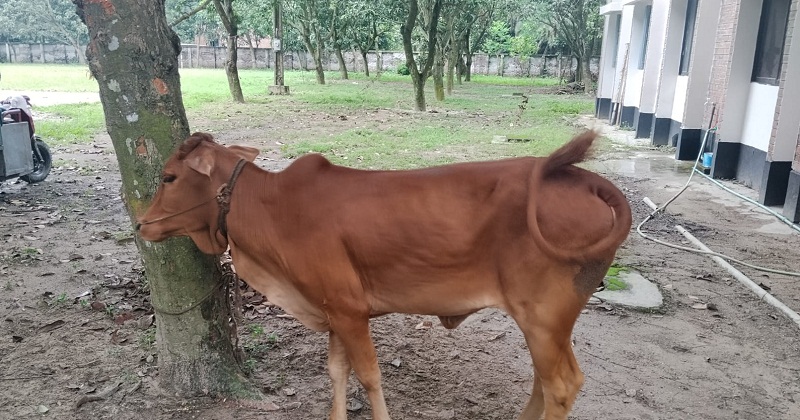খলিয়ান থেকে গরু চুরি, নদী পার হওয়ার সময় গরুসহ ধরা চোর
