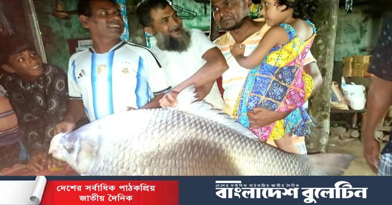 ভেড়ামারায় পদ্মা নদীতে জেলের জালে ধরা পড়ল ১মণ ওজনের বিশাল কাতলা মাছ