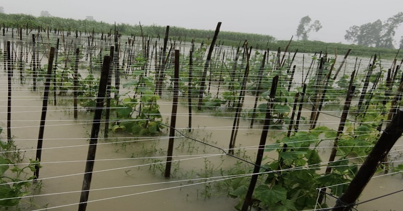 চন্দনাইশে বন‍্যায় কৃষি ও মৎস্য খাতে প্রায় ৮৫ কোটি টাকার ক্ষয়ক্ষতি