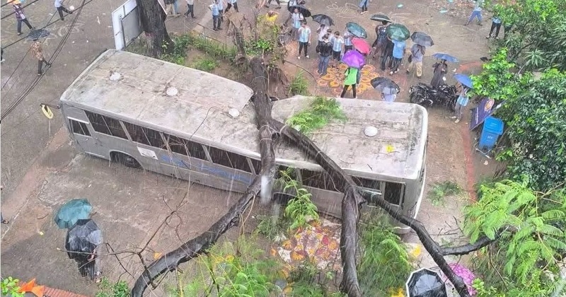 টানা বৃষ্টিতে জবি ক্যাম্পাসে উপড়ে পড়ল শতবর্ষী কৃষ্ণচূড়া, ক্ষতিগ্রস্ত বাস