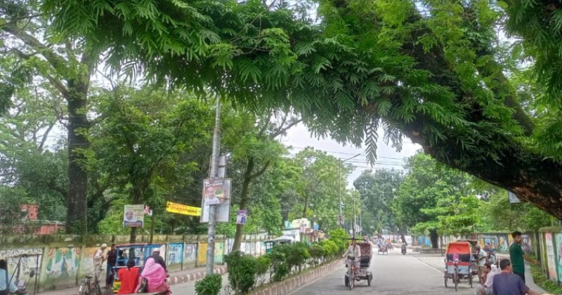 ঝুঁকিপূর্ণ ৩৩টি শতবর্ষী গাছ কাটা হবে