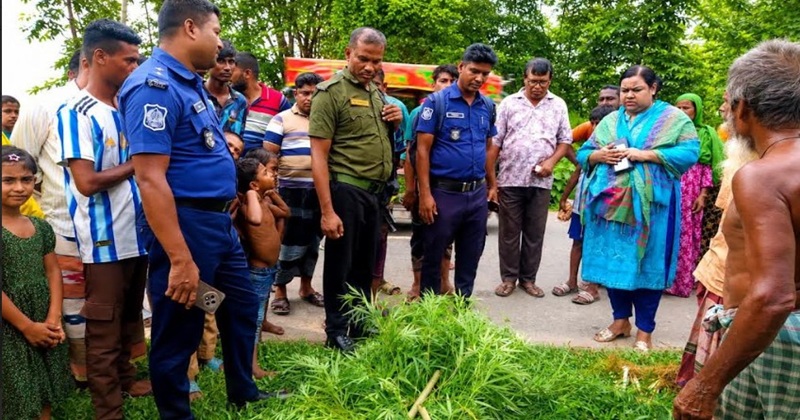 গোবিন্দগঞ্জে প্রশাসনের অভিযানে গাঁজা গাছ উদ্ধার ও ধ্বংস