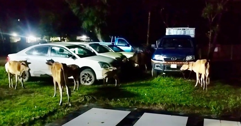 চুনারুঘাটে পুলিশের অভিযানে ১০টি গরু উদ্ধার