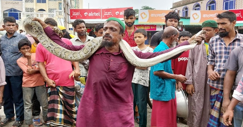 মোরেলগঞ্জে ৯ ফুটের অজগর উদ্ধার, সাপ দেখতে উৎসুক জনতার ভিড়