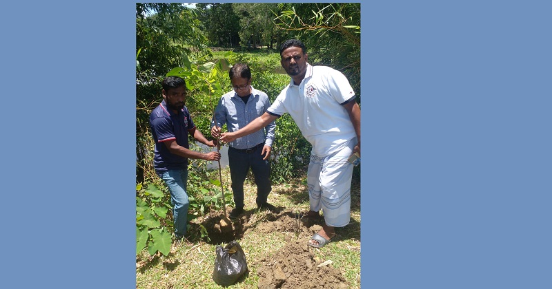 শান্তিগঞ্জের পাগলা-বীরগাঁও সড়কে ৪০০ গাছের চারা রোপণ