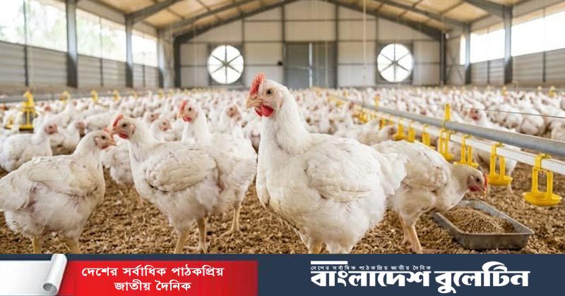 বিশ্বে ব্রয়লার উৎপাদনে বাংলাদেশ ৫৩তম, শীর্ষে কোন দেশ?