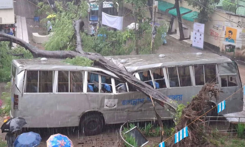 জবিতে বাসের ওপর পড়ল গাছ, অল্পের জন্য রক্ষা
