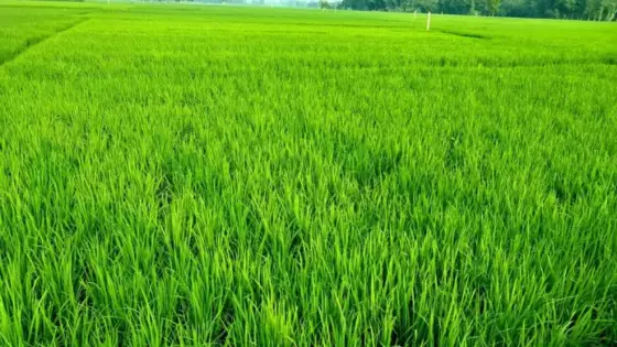 ঝালকাঠিতে লক্ষ্যমাত্রা ছাড়িয়ে আমনের আবাদ, উৎপাদনের আশা ৯৩ হাজার ৫০০ টন