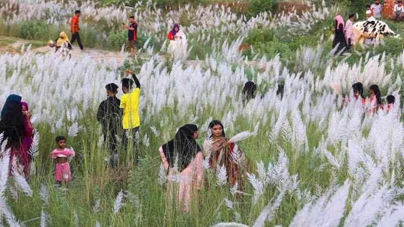 যমুনার তীরে কাশফুলের সৌন্দর্যে মাতোয়ারা প্রকৃতিপ্রেমীরা