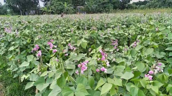 উৎপাদন খরচ ও বাজারদরের চাপে ঈশ্বরদীতে কমছে শিম চাষ