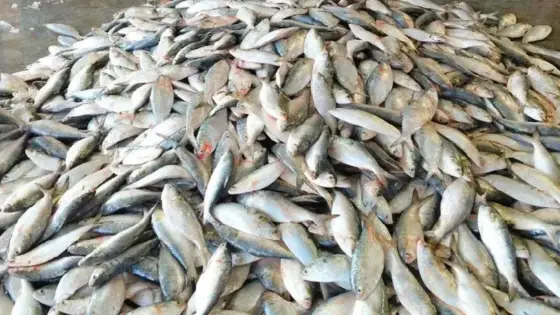 এক ট্রলারে ধরা পড়ল ৬০ মণ ইলিশ, যত টাকায় বিক্রি