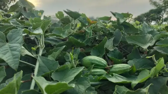 ইউটিউব দেখে পটল চাষ, পাহাড়ে নতুন সম্ভাবনা গড়ছেন আনোয়ার