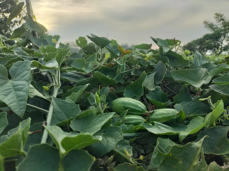 ইউটিউব দেখে পটল চাষ, পাহাড়ে নতুন সম্ভাবনা গড়ছেন আনোয়ার