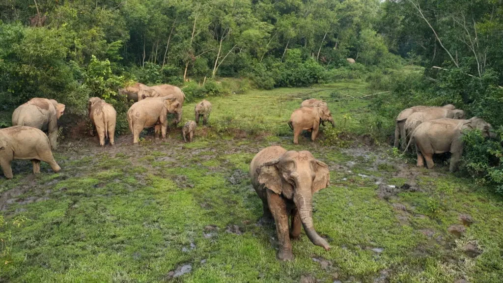 শাবকদের বিশ্রামের সময় স্ত্রী হাতিদের থাকে মনযোগী পাহারা
