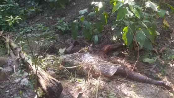 জীবননগরে নিখোঁজ ব্যক্তির মস্তকবিহীন গলাকাটা মর*দেহ উদ্ধার