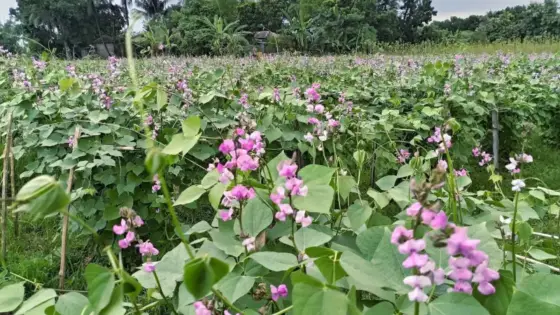 উৎপাদন খরচ ও বাজারদরের চাপে ঈশ্বরদীতে কমছে শিম চাষ