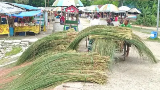 যমুনার চরাঞ্চলে হাজারো পরিবারের সংসার চলে ঘাস বিক্রি করে