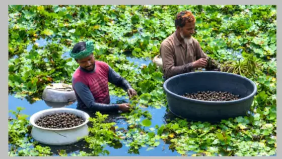 কৃষকরা স্বাবলম্বী হচ্ছে পানিফল চাষে