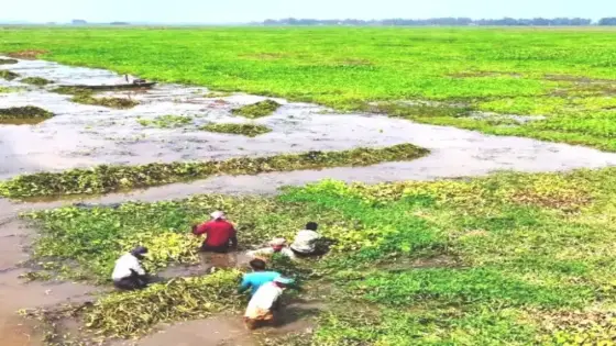 চলনবিলে পানি কমার সাথে সাথে সরিষা চাষের প্রস্তুতি নিচ্ছেন কৃষকেরা